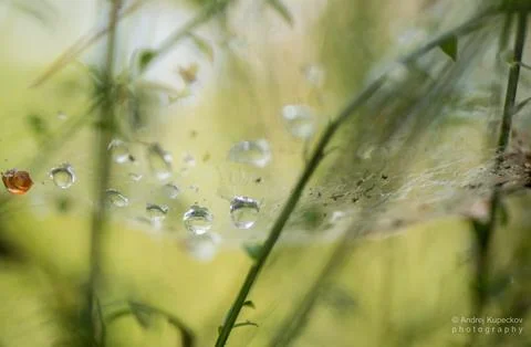 Spider web with diamond drops Stock Photos