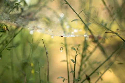 Spider web with diamond drops Stock Photos