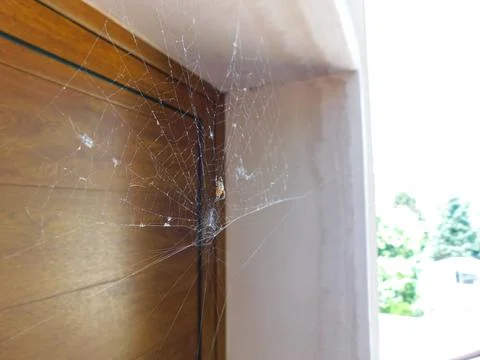 A spider in a web on the door. Foto stock