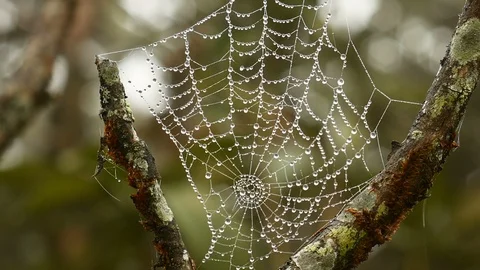 Spider web with drop of dew in morning Stock Footage 107085344