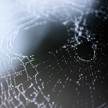 Spider web in droplets of rain, macro image 스톡 사진