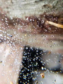 Spider web in drops after rain macro Stock Photos