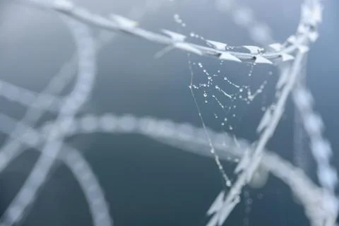Spider web with drops on barbed wire Stock Photos