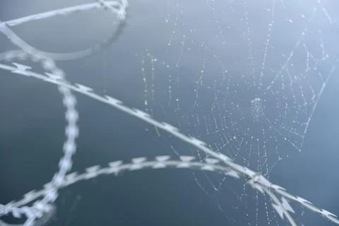 Spider web with drops on barbed wire Stock Photos