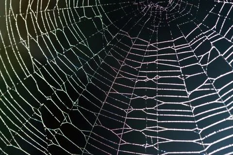 Spider web with drops of dew - abstract background. Stock Photos