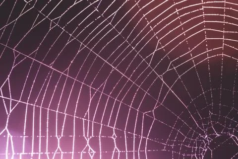 Spider web with drops of dew - abstract background. Stock Photos