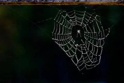 Spider Web With Drops of Dew and Sunlight Against a Dark Background Stock Photos