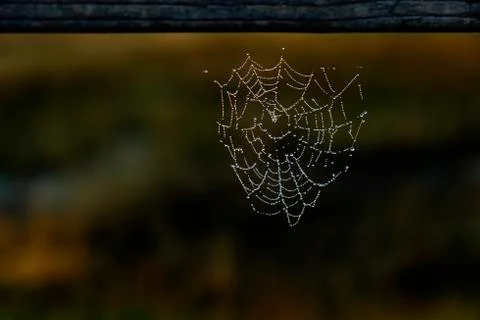 Spider Web With Drops of Dew and Sunlight Against a Dark Background Stock Photos