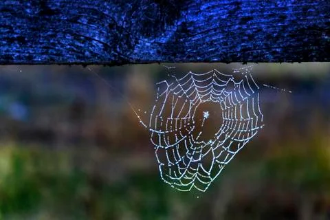 Spider Web With Drops of Dew and Sunlight Against a Dark Background Stock Photos