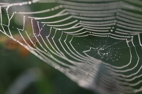 Spider web in drops of dew Stock Photos
