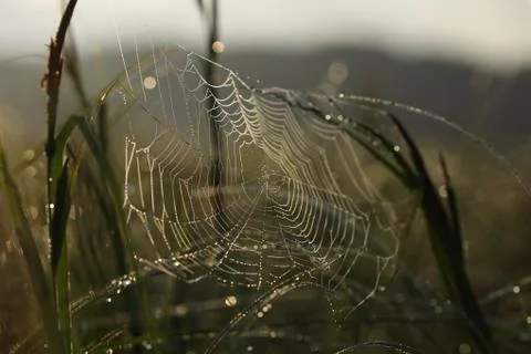 Spider web in drops of dew Stock Photos