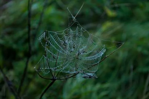 Spider Web with Drops of Dew Stock Photos