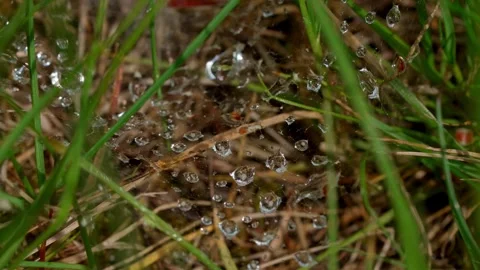 Spider web in drops Stock Footage 312721051