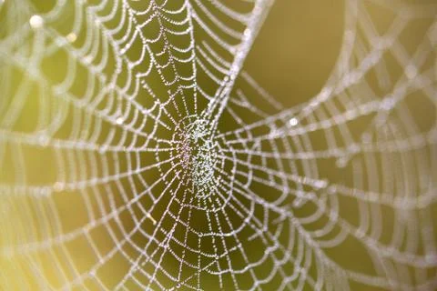 Spider web with drops Stock Photos