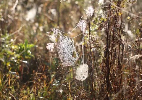 Spider web with drops Stock Photos