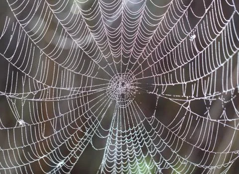 Spider web with drops Stock Photos