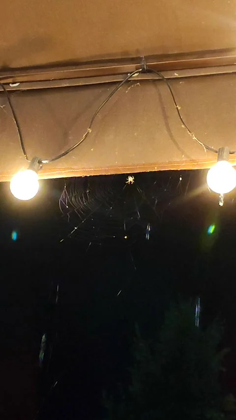 Spider web drops raindrops dripping from yellow roof shining lanterns Vertical Stock Footage 296419639