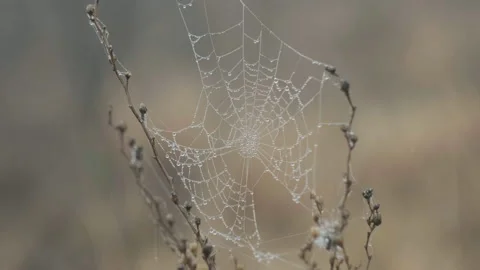 Spider web with drops of water between branches in the morning Stock Footage 232397693