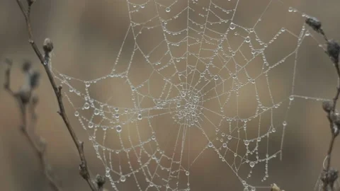 Spider web with drops of water between branches in the morning Stock Footage 232397702