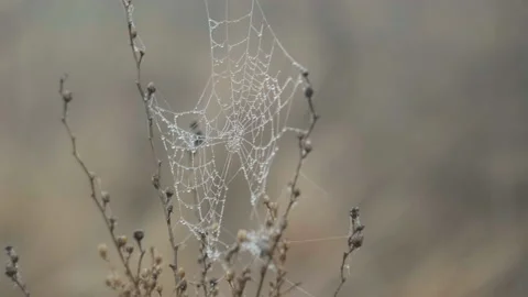 Spider web with drops of water between branches in the morning Stock Footage 232397962