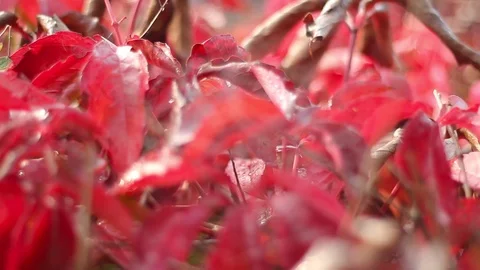 Spider web with drops of water in the middle of intense red autumn leaves Stock Footage 96764998