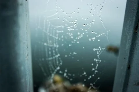 A spider web in drops of water in soft focus. In the background, a lake in th Foto stock