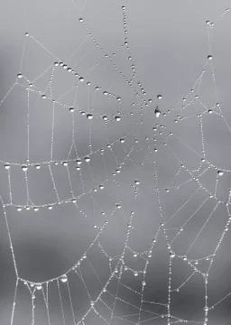 Spider web with drops of wather	 Stock Photos