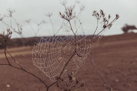 Spider web on a dry flower Stock Photos