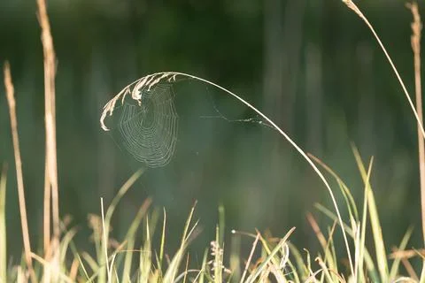 Spider Web On Dry Grass Stock Photos