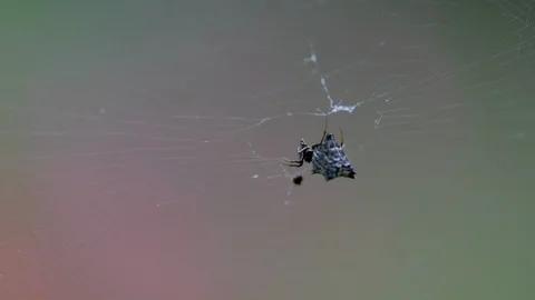 Spider on web eating caught insect close shot Stock Footage 93944310