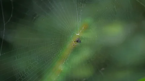 Spider on web eating caught insect medium shot Vídeos de archivo 93944717