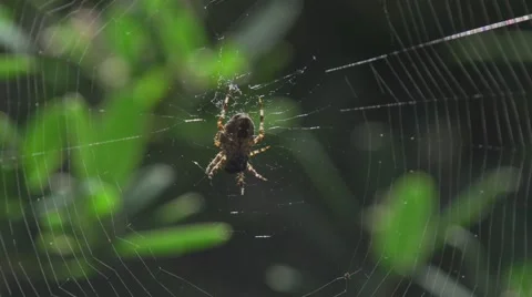 SPIDER ON WEB EATING Stockbeeldmateriaal 61890421