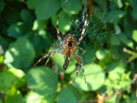 Spider in web eating Stock Photos