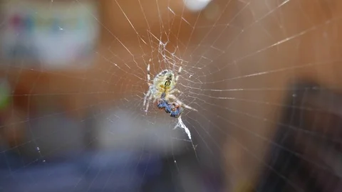 Spider in a web eats a fly Stock Footage 78137468