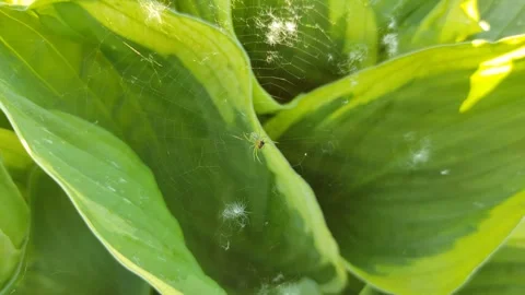 A spider in a web eats its prey Stock Footage 336184891