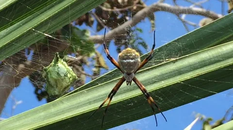 Spider in Web with Eggsack, Poisonous and Colorful in South America Stock Footage 49401273