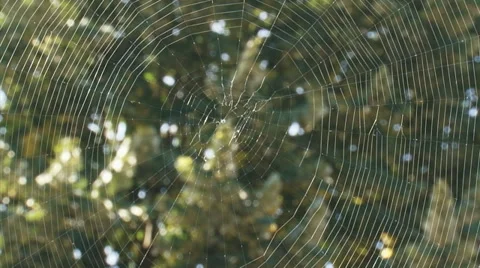 Spider web (empty) - close up Stock Footage 33762920