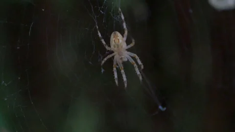 Spider in web in the evening Stock Footage 93542615