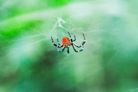 Spider web features a red-spotted spider (Cyrtophora ikomosanensis). Taiwan. Stock Photos