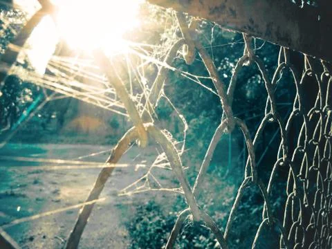 Spider Web on a fence Stock Photos
