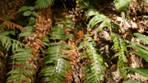 Spider in Web With Ferns Behind Stock Footage 95549096
