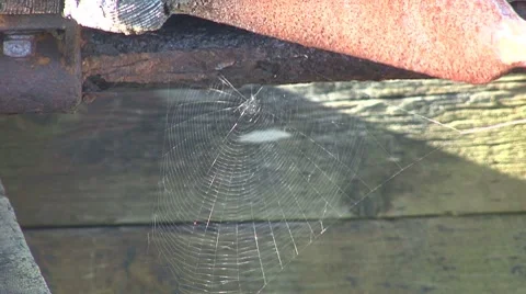 Spider web flapping in the ocean wind Stock Footage 8675443