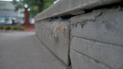 Spider web flies Stock Footage 91510512