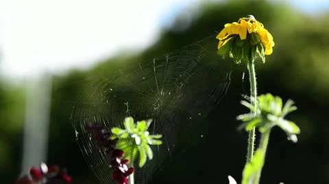 Spider web &amp; Flower Stock Footage 21997352