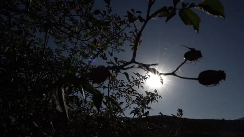Spider Web on a Flower in Sunlight Video stock 317910320