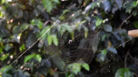 Spider on Web Flying in Wind - Animated Stock Video Stock Footage 307466098