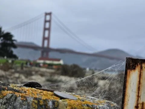 Spider web focus with backdrop of golden gate bridge San Francisco California Stock Photos