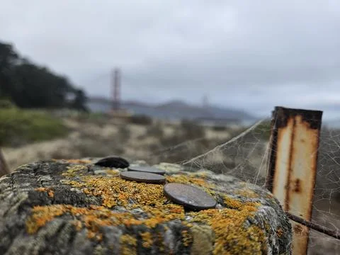 Spider web focus with backdrop of golden gate bridge San Francisco California Stock Photos