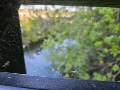 Spider web focus with backdrop of golden gate bridge San Francisco California Stock Photos