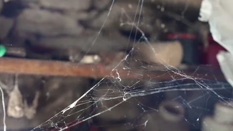 Spider Web in Focus with Blurred Background Stock Footage 345990949